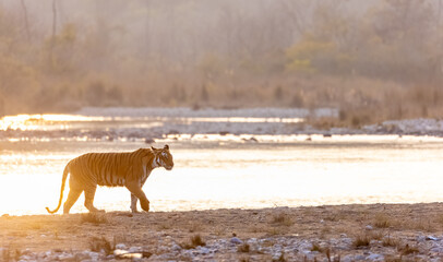 Female tigress (Panthera tigris) crossing the river in the forest of jim corbett national park.