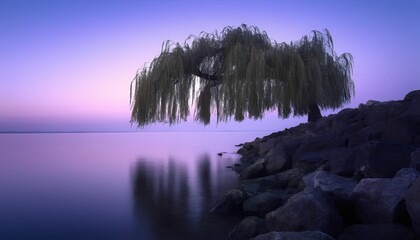Serene willow tree by tranquil lake at sunset with rocky shoreline