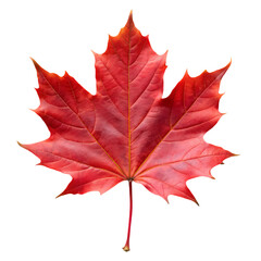 Single Red Maple Leaf on White Background isolated on transparent baackground