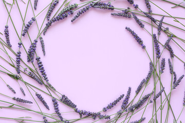 Purple lavender flowers  frame on pink background with copy space 