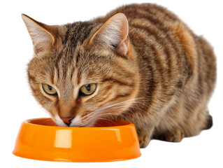An adorable domestic cat indulges in its meal with focused intent