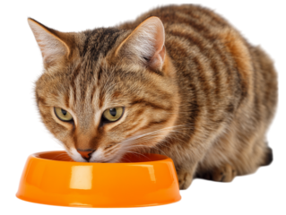An adorable domestic cat indulges in its meal with focused intent