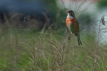 linnet on a branch
