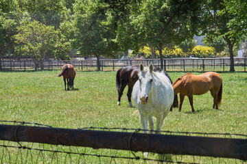 Horses Grazing on Green Pasture with Trees in Background
