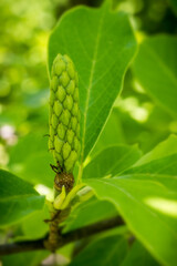 Closeup photography	whit green magnolia fruit