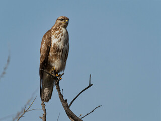 Buse variable