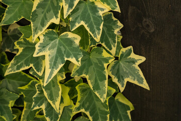The splendor and vibrant colors of ivy leaves; Hedera Algeriensis Hibberd