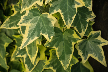 The splendor and vibrant colors of ivy leaves; Hedera Algeriensis Hibberd