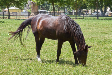 Horses Grazing on Green Pasture with Trees in Background
