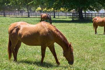 Horses Grazing on Green Pasture with Trees in Background
