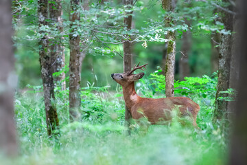 Roe Deer buck marking its territory on the trunk of a tree in an undergrowth. Capreolus capreolus, Touraine, Indre et Loire 37, région Centre Val de Loire, France, European Union, Europe