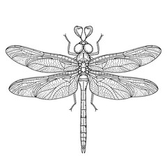 Detailed line drawing of a dragonfly with intricate wing patterns and heart shaped antennae tips