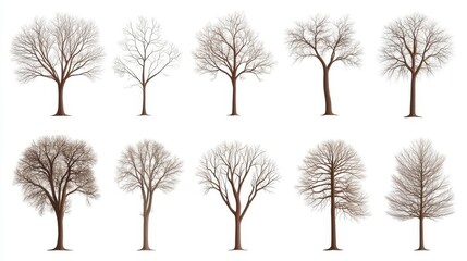 Fototapeta premium Bare Trees: Winter Deciduous Collection