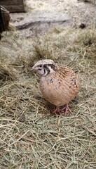 A Japanese quail in paradise