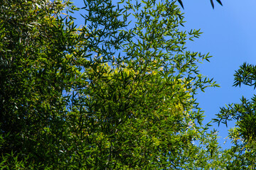Fototapeta premium low-angle view of the bamboo trees