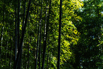 Obraz premium bamboo forest