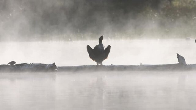 Double-crested cormorant (Phalacrocorax auritus) shakes to dry itself on a log in Antelope Lake in Plumas County, California, surrounded by calm mist and soft morning light
