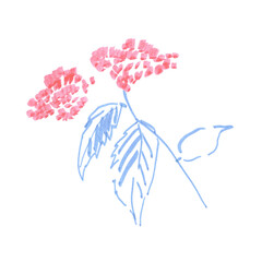 Delicate pink flower and blue leaves sketch isolated on white background