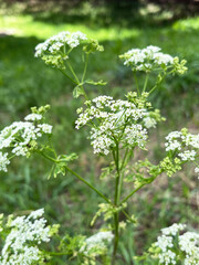 Close-up of delicate white Hemlock or Conium maculatum in a green setting