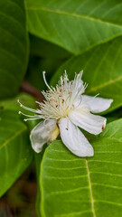 white flower with dew