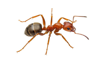 Isolated Ant Macro