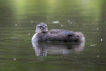 Baby grebe chick paddles