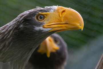 Steller's sea eagle Haliaeetus pelagicus