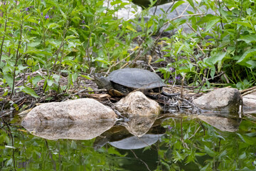 European pond turtle also known as the European pond terrapin. Wildlife animal.