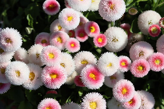 Bellis perennnis or pompom daisies in a garden