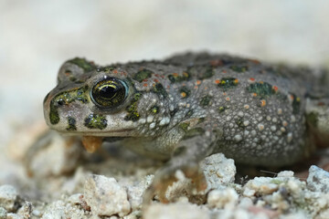 Closeup on a juvenile European green toad,  Bufotes viridis sitting on gravel
