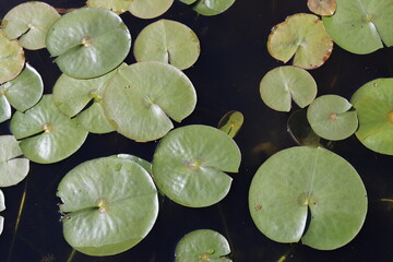 Water lily leaves on a garden pond