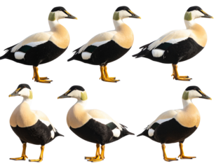  set Common Eider Duck Standing Calmly with Feet Visible, isolated on a transparent background png.