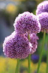 Lila blühende Alliumkugeln 