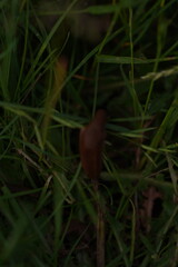 red squirrel in the hand