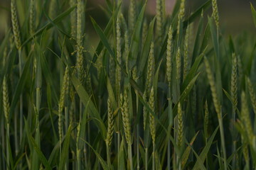 green grass background