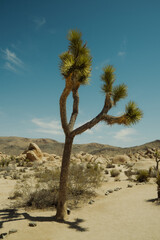 joshua tree national park