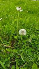 Two fluffy dandelions growing in green grass on a sunny spring day. The image illustrates...
