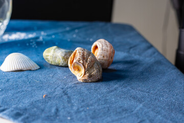seashells on the blue cloth