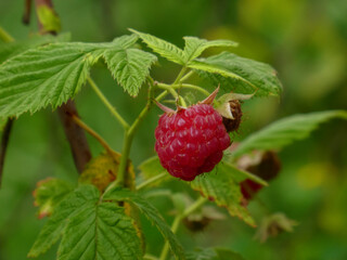 Ripe red raspberry on a vibrant green branch