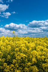 Cover page wth beautiful farm landscape with yellow rapeseed at blossom field in Germany, at Spring, sunny day and blue sky.