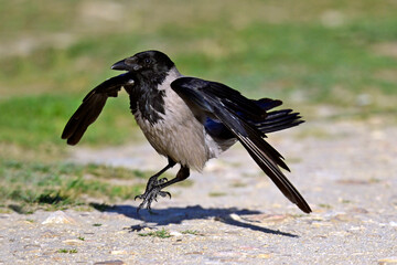 landende Nebelkrähe // landing hooded crow (Corvus cornix)