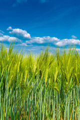 Cover page with beautiful farm landscape with green wheat field in closeup, Summer, at sunny day and blue cloudy sky. Copy space.
