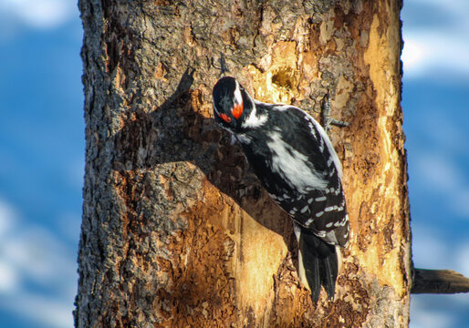 Downy Woodpecker in Winter Light - Powered by Adobe