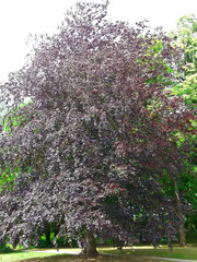 Die Rotbuche im Park