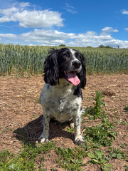 Female Springer Spaniel sitting down and panting