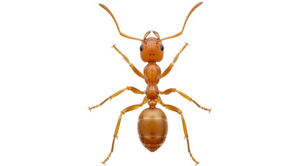 Isolated Ant