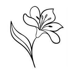 Black Line Art Single Lily Flower Botanical Illustration 1