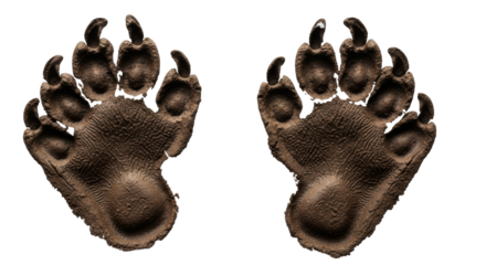 Isolated Bear Paw Prints