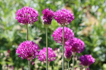 Fototapeta premium Group of purple allium flower heads