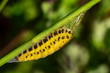Gele rups met zwarte stippen op een groene stengel.